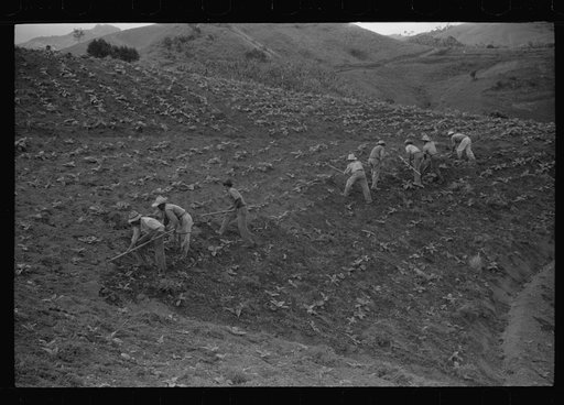Untitled photo, possibly related to: Cultivating tobacco in a field near Barranquitas, Puerto Rico