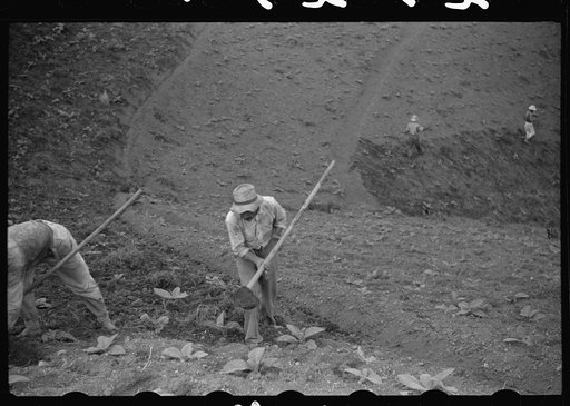 Untitled photo, possibly related to: Cultivating tobacco in a field near Barranquitas, Puerto Rico