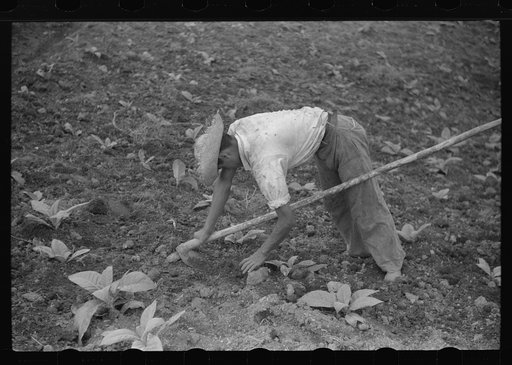 Untitled photo, possibly related to: Cultivating tobacco in a field near Barranquitas, Puerto Rico