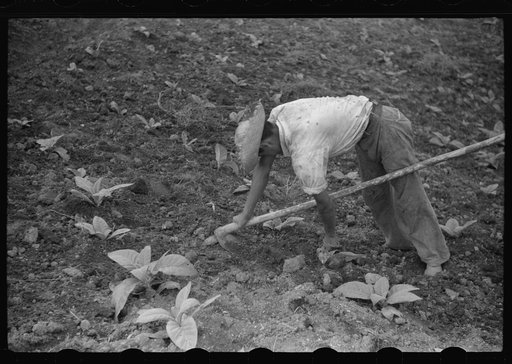 Untitled photo, possibly related to: Cultivating tobacco in a field near Barranquitas, Puerto Rico