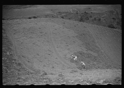 Untitled photo, possibly related to: Cultivating tobacco in a field near Barranquitas, Puerto Rico