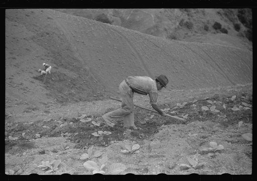 Untitled photo, possibly related to: Cultivating tobacco in a field near Barranquitas, Puerto Rico