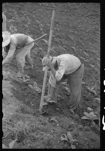 Cultivating tobacco in a field near Barranquitas, Puerto Rico