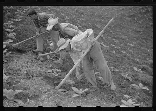 Cultivating tobacco in a field near Barranquitas, Puerto Rico