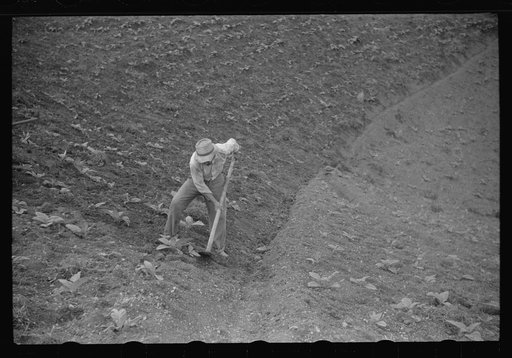 Untitled photo, possibly related to: Cultivating tobacco in a field near Barranquitas, Puerto Rico