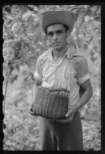 A coffee picker near Corozal, Puerto Rico
