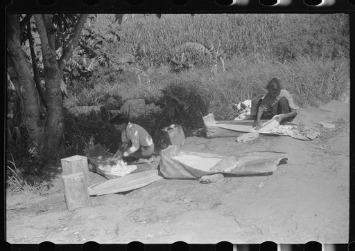 Untitled photo, possibly related to: Using palm leaf as a wash tub on a farm near Manati, Puerto Rico