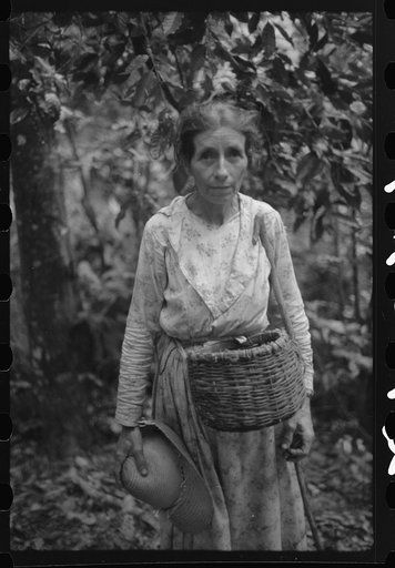 A coffee picker near Corozal, Puerto Rico