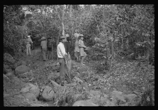 Coffee pickers near Corozal, Puerto Rico