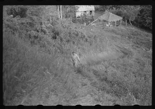 Untitled photo, possibly related to: FSA (Farm Security Administration) borrower near Corozal, Puerto Rico