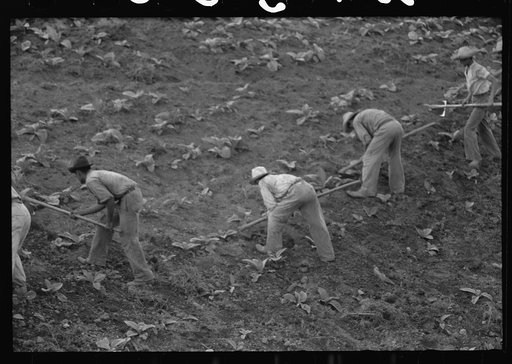 Untitled photo, possibly related to: Cultivating tobacco in a field near Barranquitas, Puerto Rico