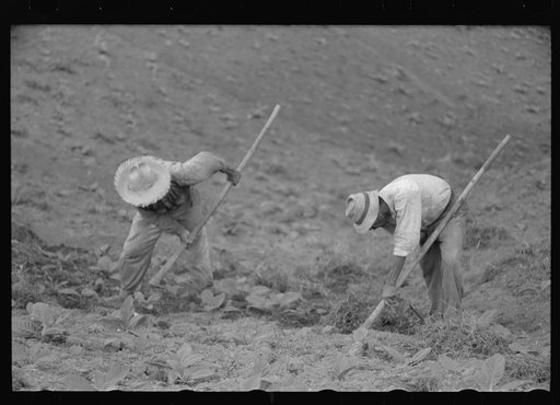 Untitled photo, possibly related to: Cultivating tobacco in a field near Barranquitas, Puerto Rico