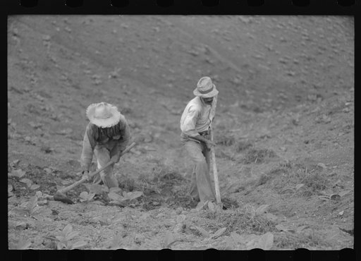 Untitled photo, possibly related to: Cultivating tobacco in a field near Barranquitas, Puerto Rico