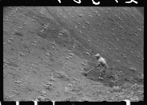 Untitled photo, possibly related to: Cultivating tobacco in a field near Barranquitas, Puerto Rico
