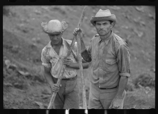 Untitled photo, possibly related to: Cultivating tobacco in a field near Barranquitas, Puerto Rico