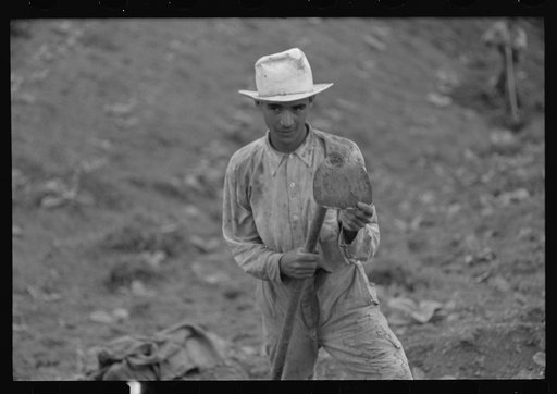 Untitled photo, possibly related to: Cultivating tobacco in a field near Barranquitas, Puerto Rico