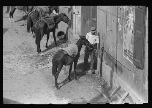 Horses are the principal means of transportation for farmers who live in the hills, Puerto Rico