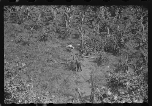 Untitled photo, possibly related to: Farm landscape in the hills near Corozal, Puerto Rico