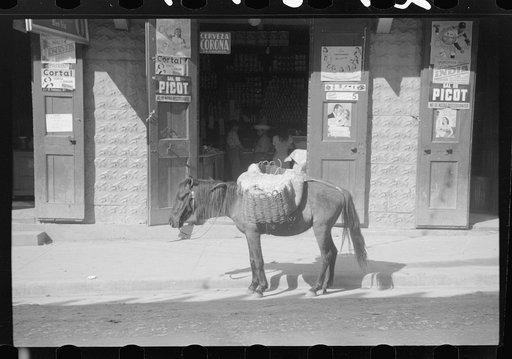 Horses are the principle means of transportation for farmers who live in the hills. Puerto Rico