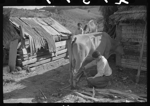 Untitled photo, possibly related to: Milking the family cow at the farm of a FSA (Farm Security Administration) borrower near Corozal, Puerto Rico