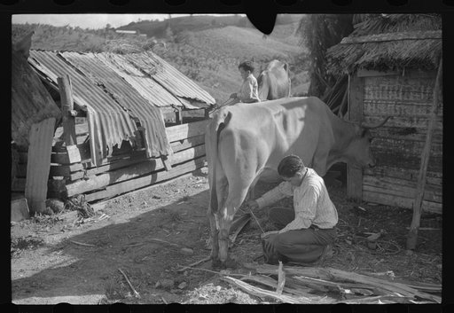 Untitled photo, possibly related to: Milking the family cow at the farm of a FSA (Farm Security Administration) borrower near Corozal, Puerto Rico