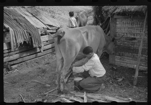 Milking the family cow at the farm of a FSA (Farm Security Administration) borrower near Corozal, Puerto Rico