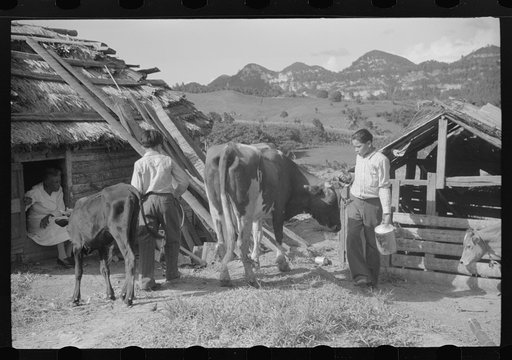 On the farm of a FSA (Farm Security Administration) borrower near Corozal, Puerto Rico