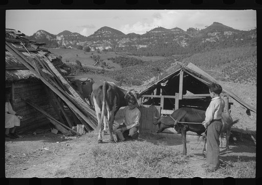 Untitled photo, possibly related to: On the farm of a FSA (Farm Security Administration) borrower near Corozal, Puerto Rico