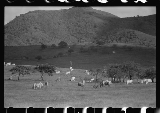 Untitled photo, possibly related to: View of a cattle farm near Christiansted, St. Croix, Virgin Islands