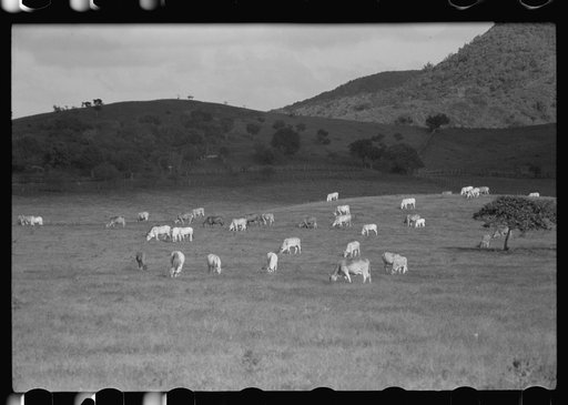 View of a cattle farm near Christiansted, St. Croix, Virgin Islands