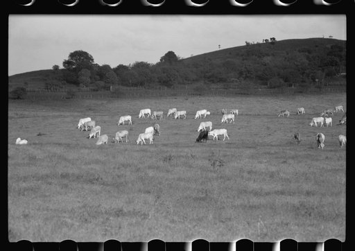 Untitled photo, possibly related to: View of a cattle farm near Christiansted, St. Croix, Virgin Islands