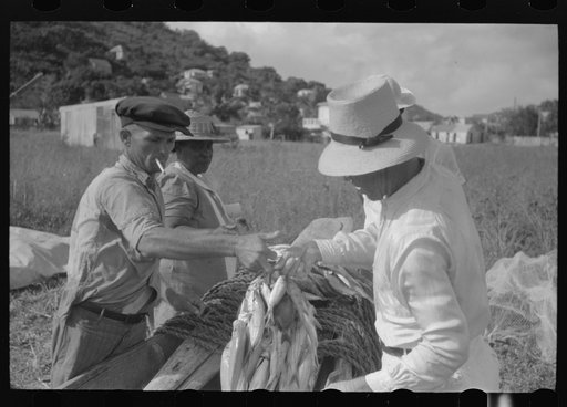 French Village, a small settlement on St. Thomas Island, Virgin Islands. Some of the day's catch brought in by fishermen