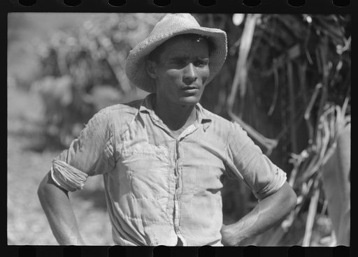 Untitled photo, possibly related to: Farm laborer working in a sugar field near Guanica, Puerto Rico