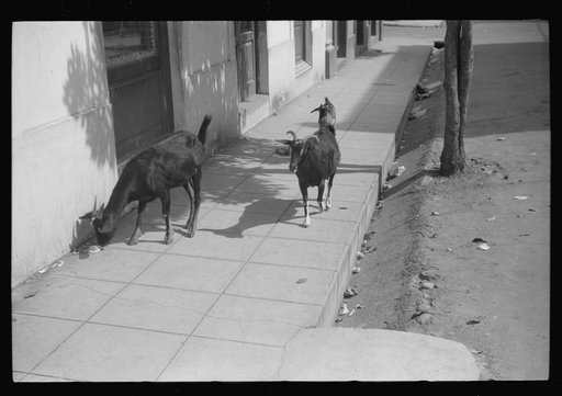 Goats along a street in the town of Yauco, Puerto Rico