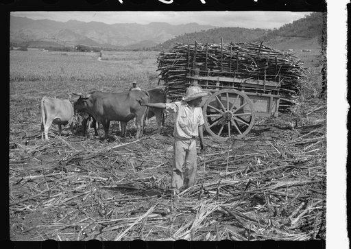 Untitled photo, possibly related to: Team of oxen pulling sugarcane in a field near Guanica, Puerto Rico