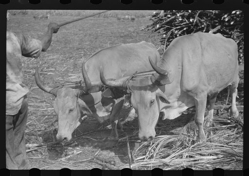 Team of oxen pulling sugarcane in a field near Guanica, Puerto Rico