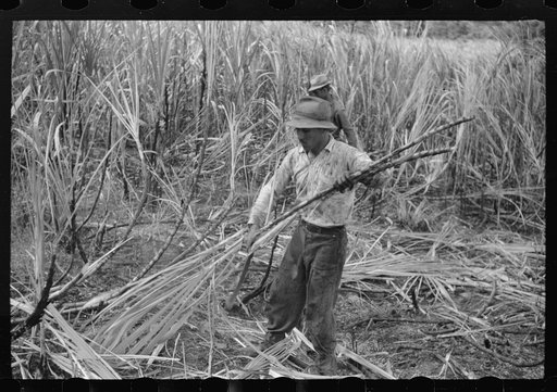 Cutting burned sugarcane in a field near Guanica, Puerto Rico