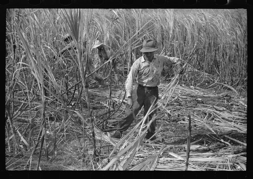 Untitled photo, possibly related to: Cutting burned sugarcane in a field near Guanica, Puerto Rico