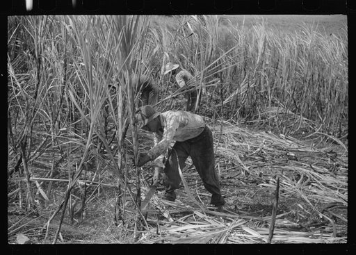 Untitled photo, possibly related to: Cutting burned sugarcane in a field near Guanica, Puerto Rico