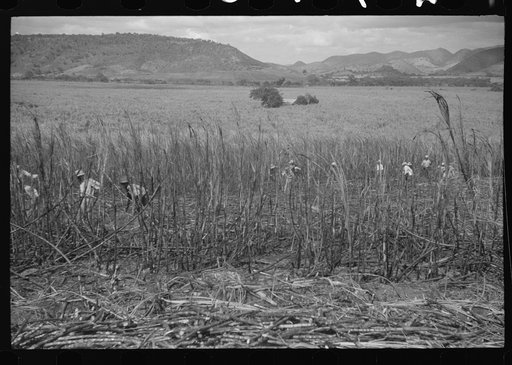 Cutting burned sugarcane in a field near Guanica, Puerto Rico