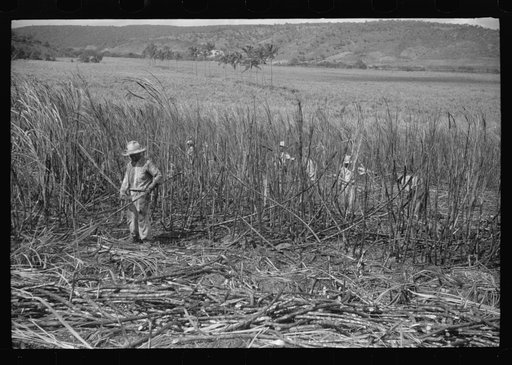 Untitled photo, possibly related to: Cutting burned sugarcane in a field near Guanica, Puerto Rico
