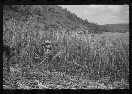 Untitled photo, possibly related to: Cutting burned sugarcane in a field near Guanica, Puerto Rico