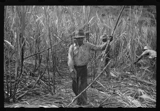 Untitled photo, possibly related to: Cutting burned sugarcane in a field near Guanica, Puerto Rico