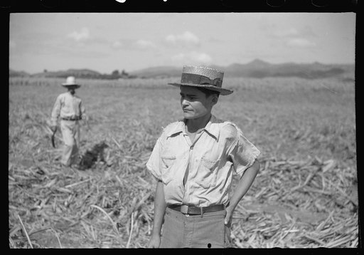 Farm laborer working in the sugar fields near Yauco, Puerto Rico