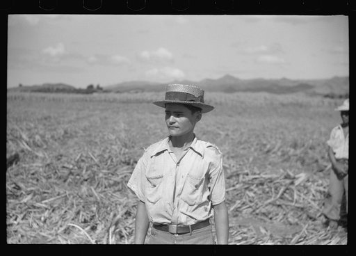 Untitled photo, possibly related to: Farm laborer working in the sugar fields near Yauco, Puerto Rico
