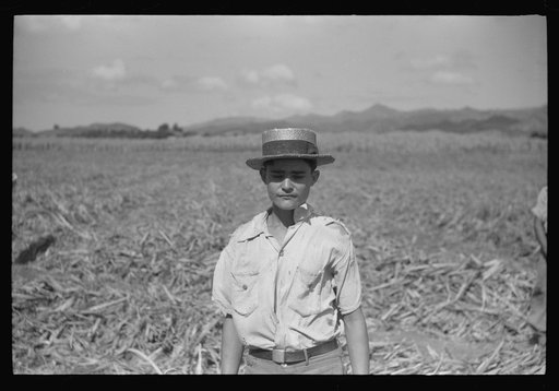 Untitled photo, possibly related to: Farm laborer working in the sugar fields near Yauco, Puerto Rico