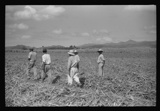 Farm laborers in the sugar fields near Yauco going off to lunch, Puerto Rico
