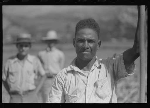 Untitled photo, possibly related to: Farm laborer working in the sugar fields near Yauco, Puerto Rico