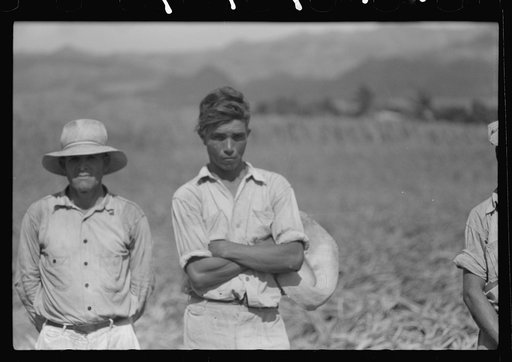 Untitled photo, possibly related to: Farm laborers in the sugar fields near Yauco, Puerto Rico