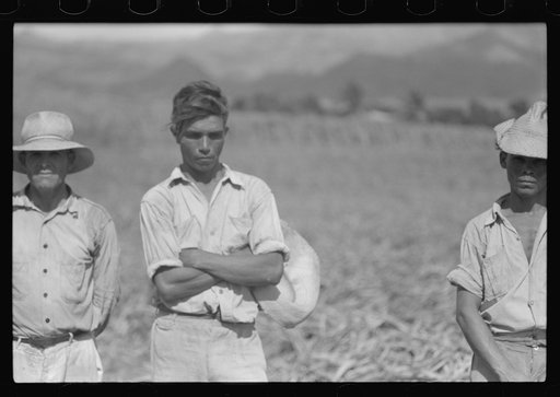 Untitled photo, possibly related to: Farm laborers in the sugar fields near Yauco, Puerto Rico